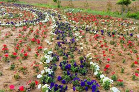 四季花怎么种植