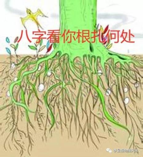 丙的根是什么