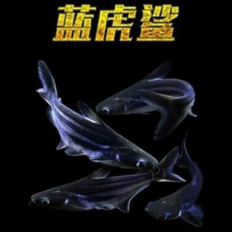 观赏性鲨鱼排名