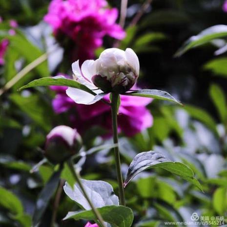 五月芍药花开放的样子四字词语