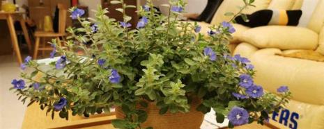 十种养不死的室内花