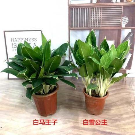公主花繁殖方法