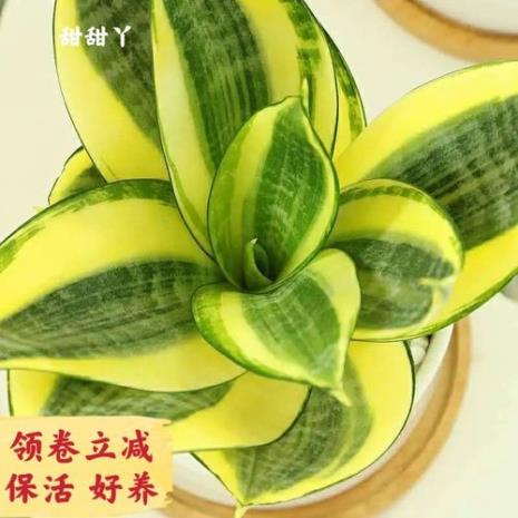 黄金虎皮兰品种好吗