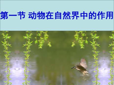 动物在科学研究中的作用
