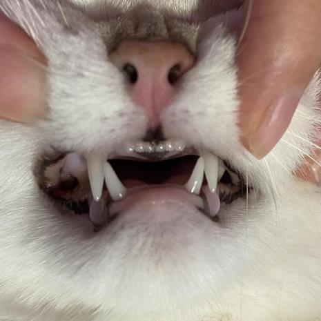 猫正常的牙齿