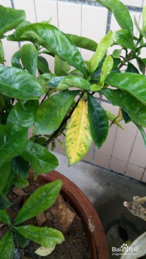 栀子花叶片的养殖方法