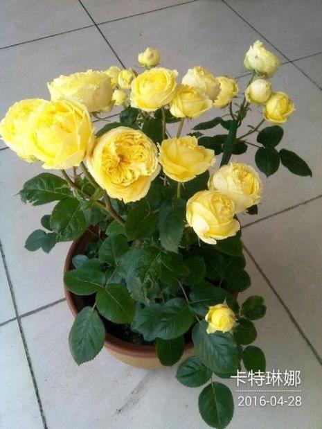 芳香宝石月季的优缺点