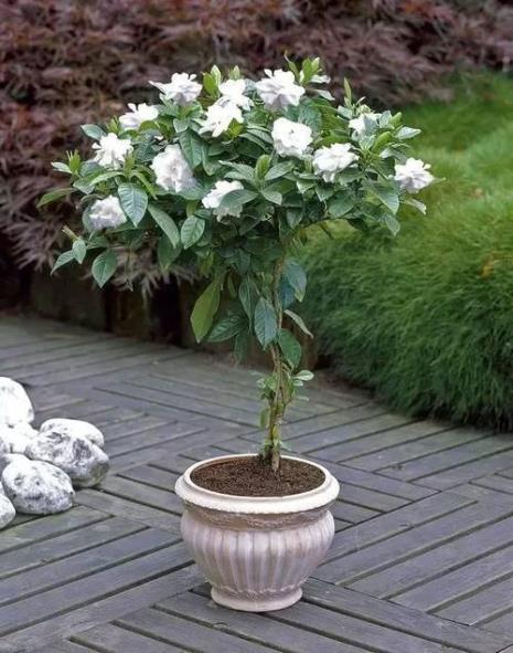 栀子花每天光照多久