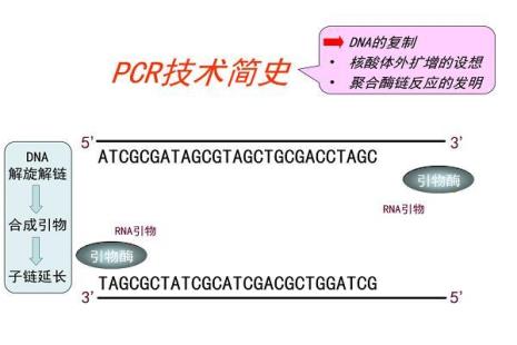 pcr反应体系中dna的作用