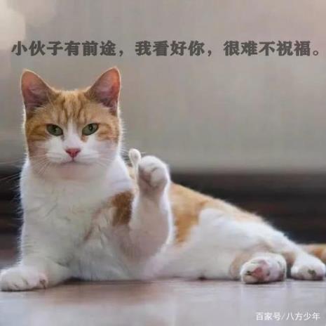 动物谐音可爱