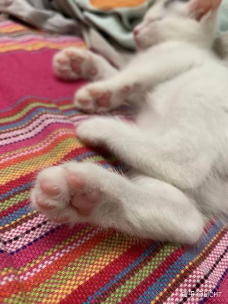 猫爪子多长时间换