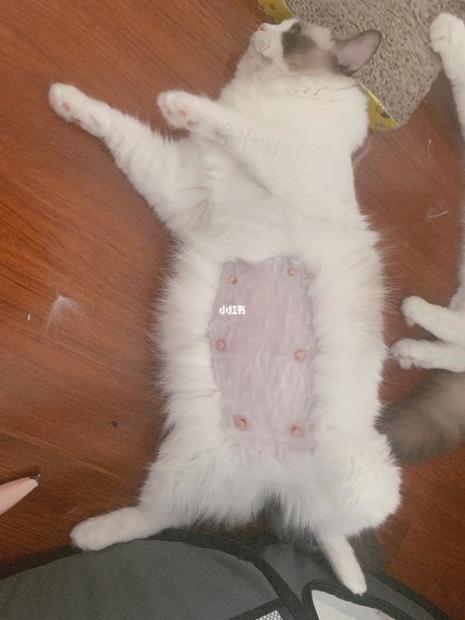猫怀孕从哪天算起