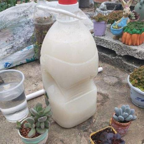 淘米水浇菜地好不好
