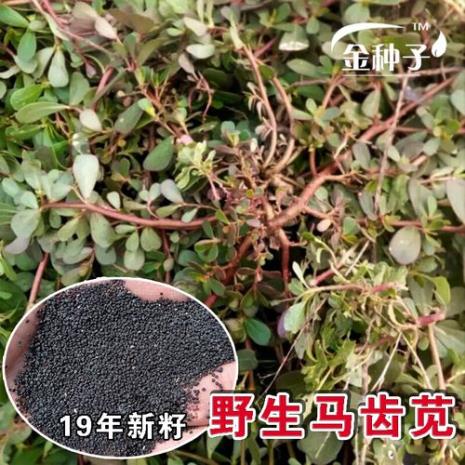 洋果子店野生的面包种子是什么