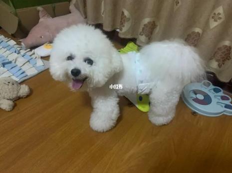 长腿比熊和短腿比熊哪个正宗