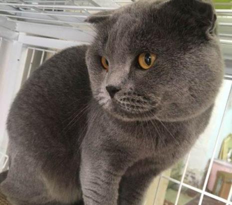1岁多的蓝猫好养吗
