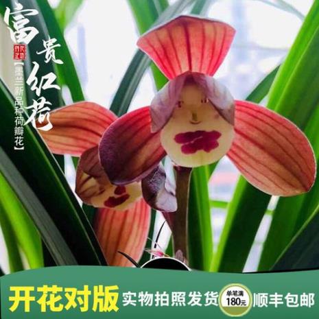 红妲花卉养护.小名富贵红