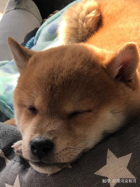 五个月大的柴犬可以吃水果么