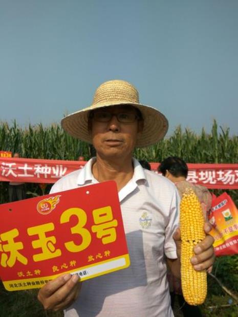 东丹1331与沃玉3号哪个好
