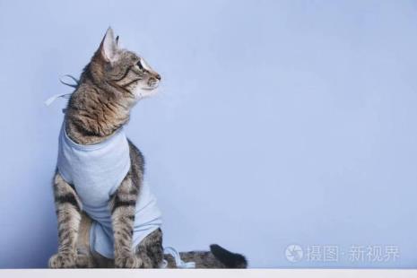 母猫绝育后绷带要缠多久
