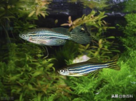 可以和斑马鱼一起养的深水龟