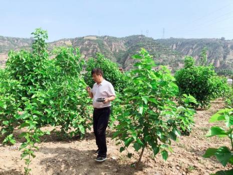 杜康是植物么