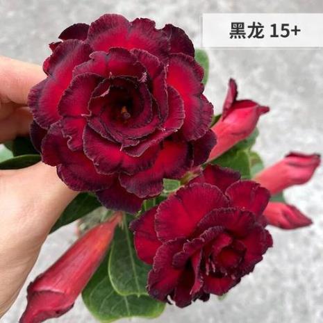 重瓣玫瑰花养殖方法