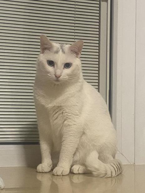两年大的猫应该多重
