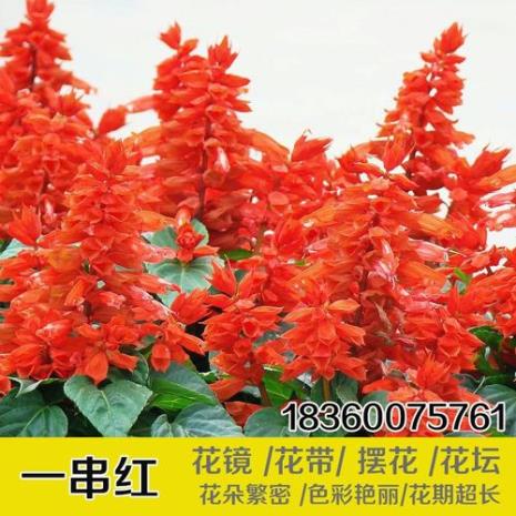 一串红哪个品种最好吃