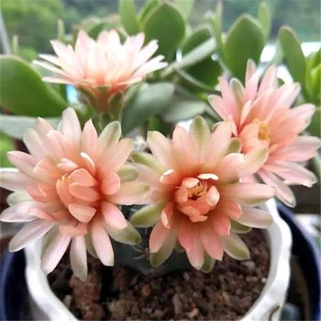 球掌类花卉种植方法