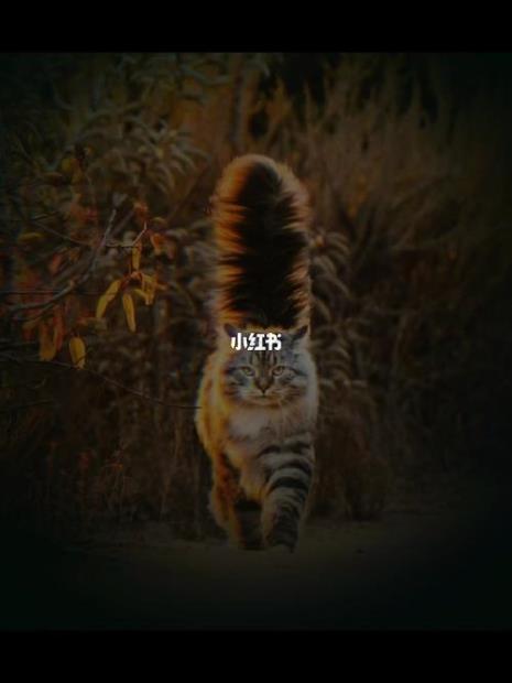 猛兽永远独行出处