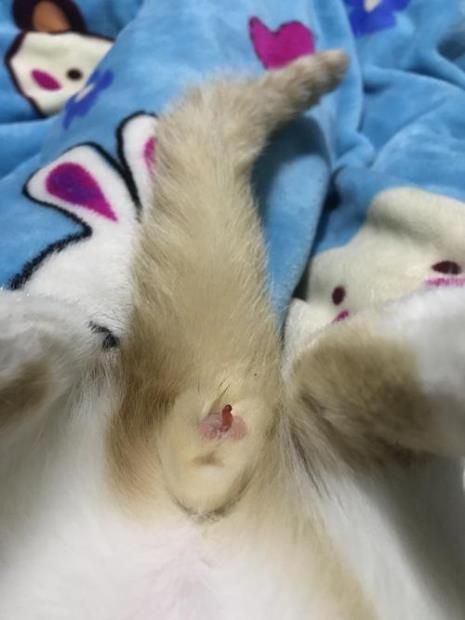 11个月大的公猫做绝育晚不晚