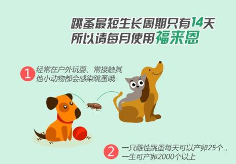 怎么做才能赶走跳子