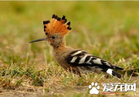 什么鸟的叫声像车喇叭