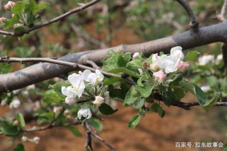 不能授粉的苹果品种