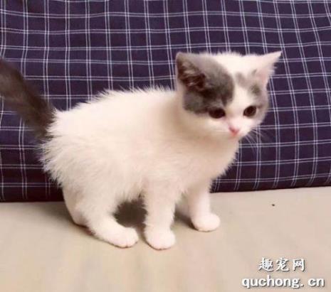 蓝白有几个品种