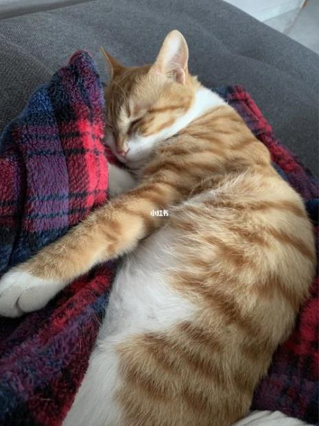 猫咪能吃栗子吗
