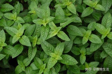 仙草表面斑点是什么