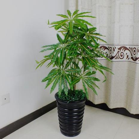 什么花树合适种微盆