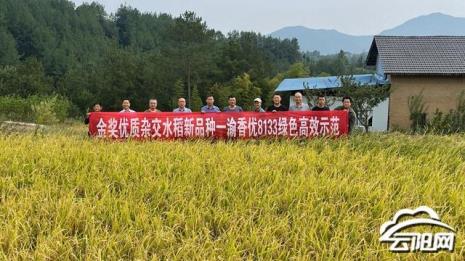 馫香优1086水稻特征