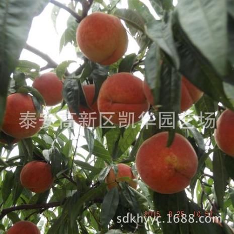 四月红蜜桃品种介绍