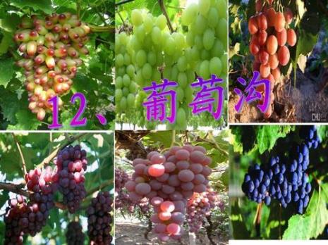 葡萄沟最名贵的葡萄是什么