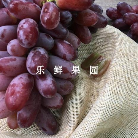 水果:美人指和提子有什么区别