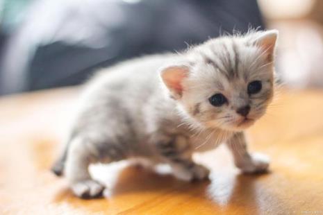 怎么养猫需要注意什么