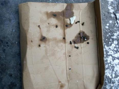 兔子屁股沾了屎怎么处理
