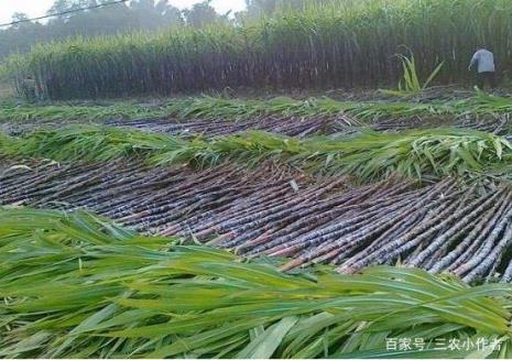 甘蔗种植后多少天出苗