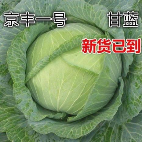 包包菜和莲花白有什么区别
