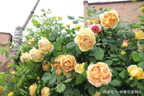 情迷芳香月季优缺点