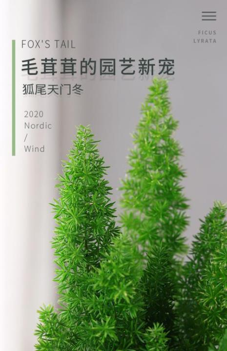 尾狐天门冬与针叶天门冬区别