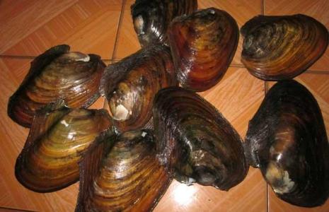 河蚌闭壳肌作用